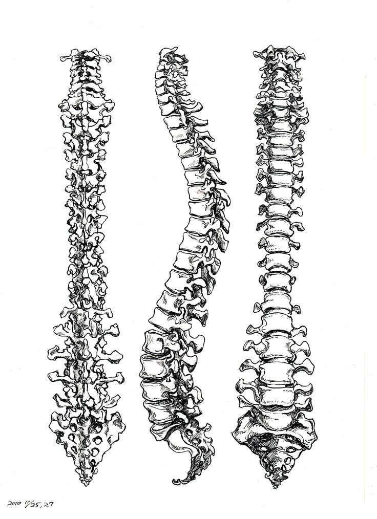 spine sketch 3 views