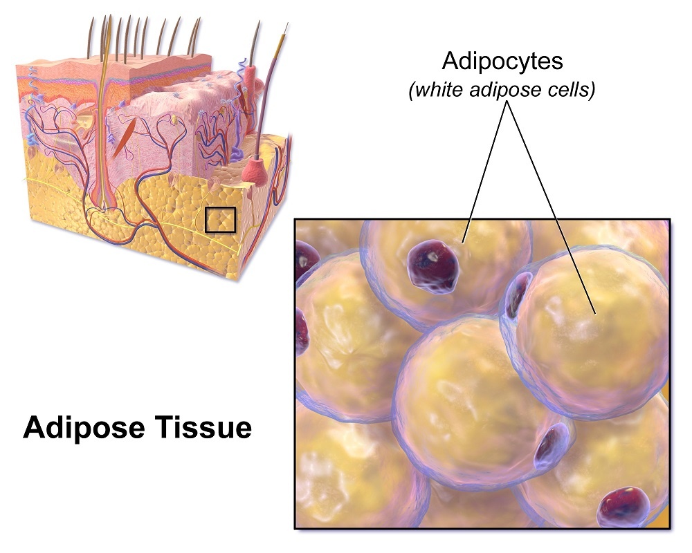 Fat cells, called adipocytes, make up the fatty tissue in our bodies