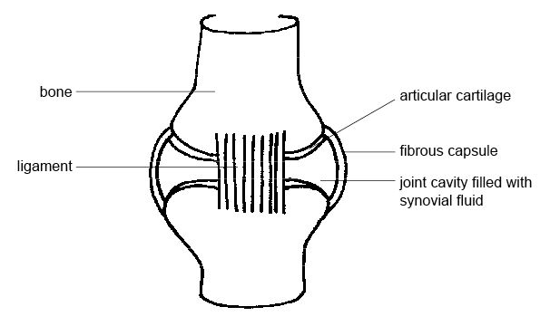 illustration of a synovial joint, commonly addressed by chiropractors