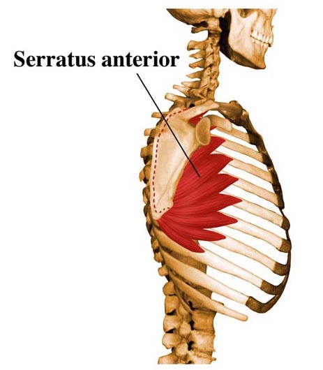 Serratus anterior seen from the side, attaching in front of the medial border of the scapula (between the scapula and the posterior ribs) and wrapping around to the front/side of the ribs.