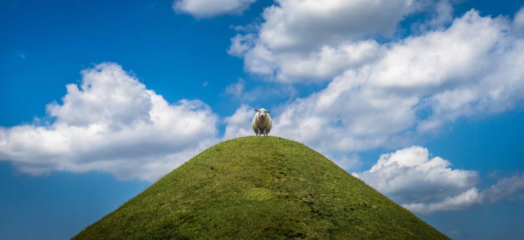 sheep standing on top of a hill - don't wait too long